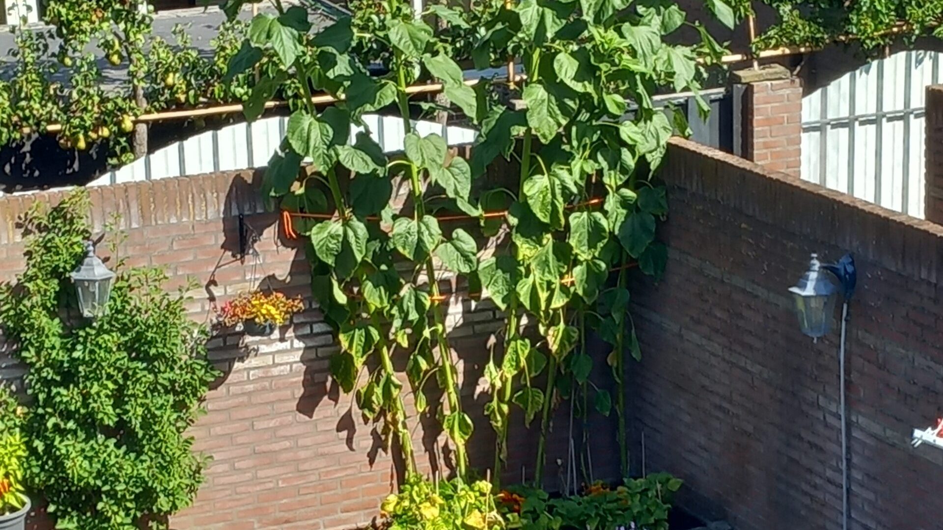 Alie - Nederweert